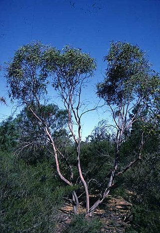 <i>Eucalyptus beardiana</i> Species of eucalyptus