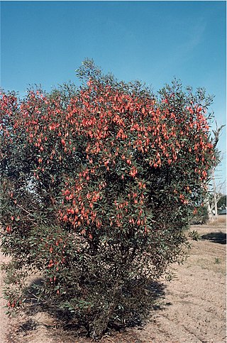 <i>Eucalyptus dolichorhyncha</i> Species of eucalyptus