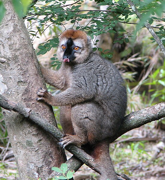 File:Eulemur rufifrons, Isalo National Park 2007-03-01.jpg