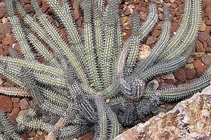 Euphorbia baioensis 0zz.jpg