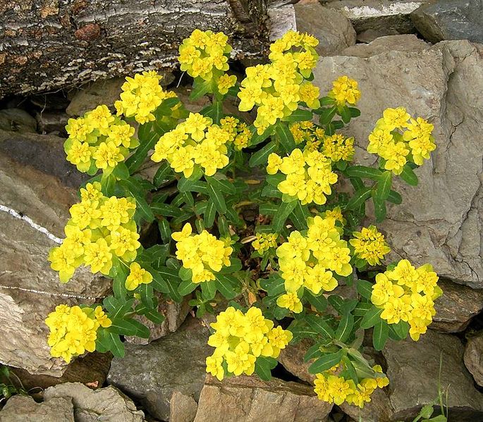 File:Euphorbia epithymoides 2.jpg