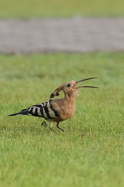 File:Eurasian hoopoe 2.jpg