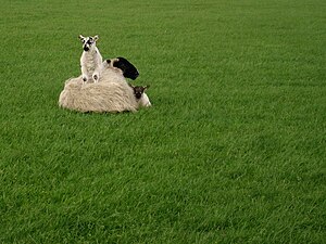 Ewe with lambs, one climbing.jpg