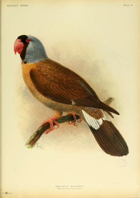 Extinctbirds1907 P9 Mascarinus mascarinus0299.png