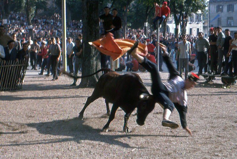 File:Fêtes de Bayonne-Courses de vaches (1)-19650808.jpg