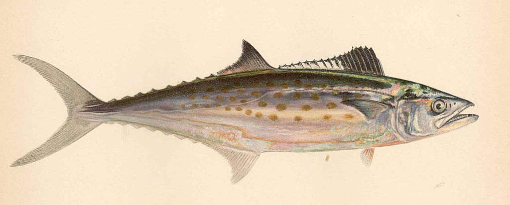 Scomberomorus Niphonius