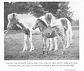 FMIB 48456 Tundra (an Iceland Pony), her foal, Circus Girl (Born 1898), and her hybrid-foal, Sir John (by Matopo), when a month old (Born.jpeg