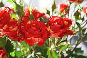 English: Fair trade roses without label. Deutsch: Fair trade Rosen - leider ohne sichtbares Label.
