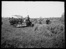 A Frost & Wood reaper- binder being used in the Rainy River District in the 1900s. Fall harvest in Devlin, Ontario (I0002351).tiff