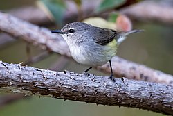 Fan-tailed Gerygone 0A2A5605.jpg