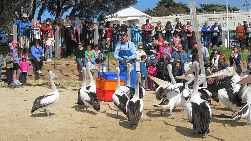 File:Feeding pelicans San Remo.jpg