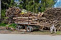 English: Pile of brushwood Deutsch: Unterholzlager