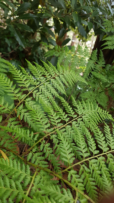 Ferns