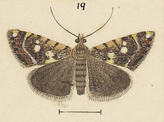 <i>Glaucocharis planetopa</i> Species of moth