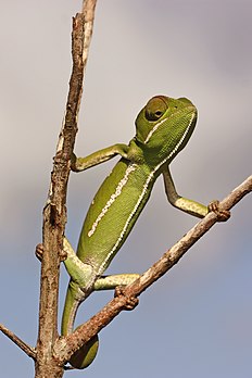 Une femelle caméléon bilobé, photographiée dans la province sud-africaine du KwaZulu-Natal. (définition réelle 1 898 × 2 848)