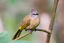 Bulbul flavescent, pycnonotus flavescens.jpg