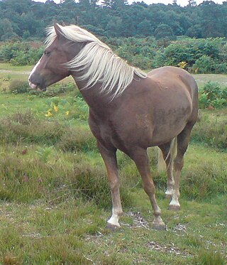 <span class="mw-page-title-main">New Forest pony</span> Breed of pony native to the British Isles