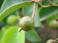 Fruit de Maprounea guianensis