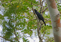 Flickr - Rainbirder - Black-bellied Glossy-Starling (Lamprotornis corruscus).jpg