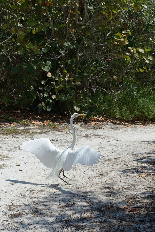 White heron in the Durante Community Park on Longboat Key