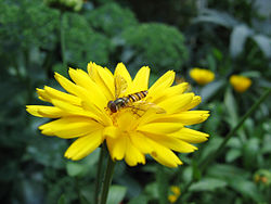 Hoverfly (Episyrphus balteatus) on flower