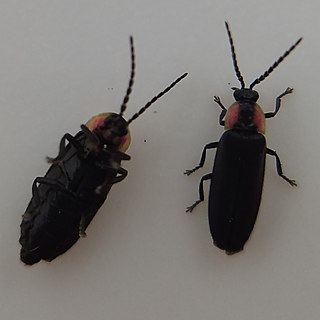 <i>Pyropyga minuta</i> Species of beetle