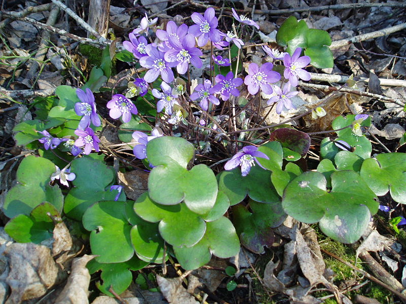 File:Flower hepatica.jpg