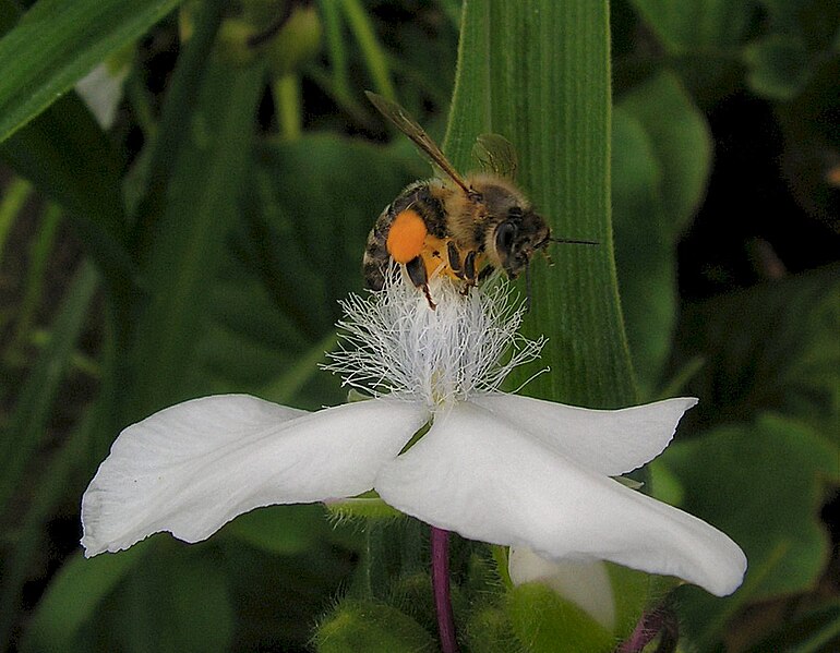 File:Flower with bee 01.jpg