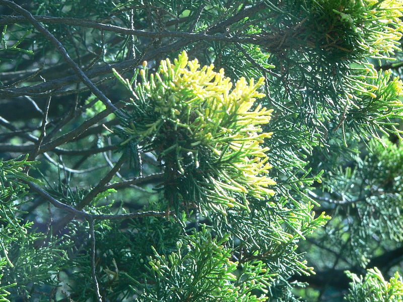 File:Follaje de Juniperus chinensis.JPG