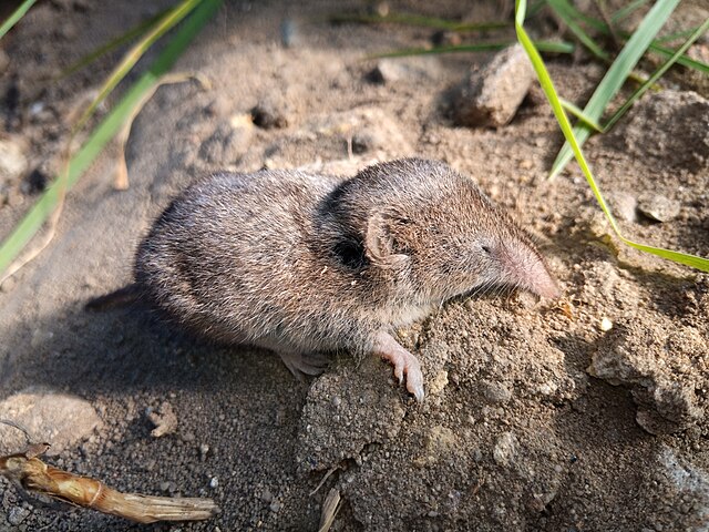 Brown shrew