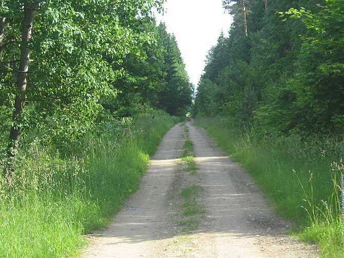 English: Forest road in Panoteriai