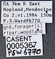 Formica longipilosa casent0005367 label 1.jpg