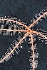 File:Freyastera mortenseni - IZ 1453620 LabImage 05.jpg (Category:Echinodermata in the National Museum of Natural History, USA)