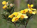 Frühling im Freycinet-Nationalpark