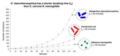 Graph showing the exponential growth of three species of bacteria G. stearothermophilus has a shorter doubling time (td) than E. coli and N. meningitidis.png