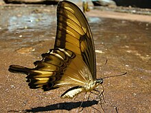 Gagea Unidentified Lepidoptera Heraclides astyalus ?.JPG