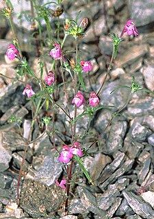 <i>Galeopsis ladanum</i> var. <i>angustifolia</i> Variety of flowering plant