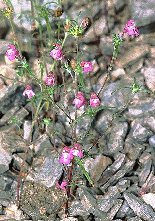 <i>Galeopsis ladanum</i> var. <i>angustifolia</i> Variety of flowering plant