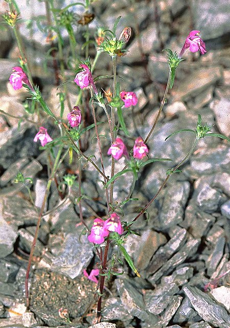 Galeopsis_angustifolia