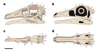 Holotype skull of Garudimimus