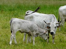 Vache gris-argent à longues cornes, mufle foncé et veau au pâturage.