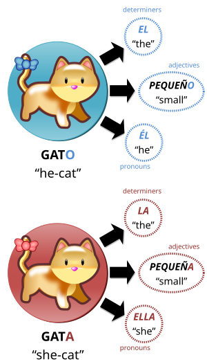 Gato vs gata, illustration of grammatical gender in Spanish.svg