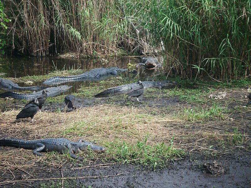 File:Gators grip, NPSPhoto, L.Coldiron 2013 (9099197427).jpg