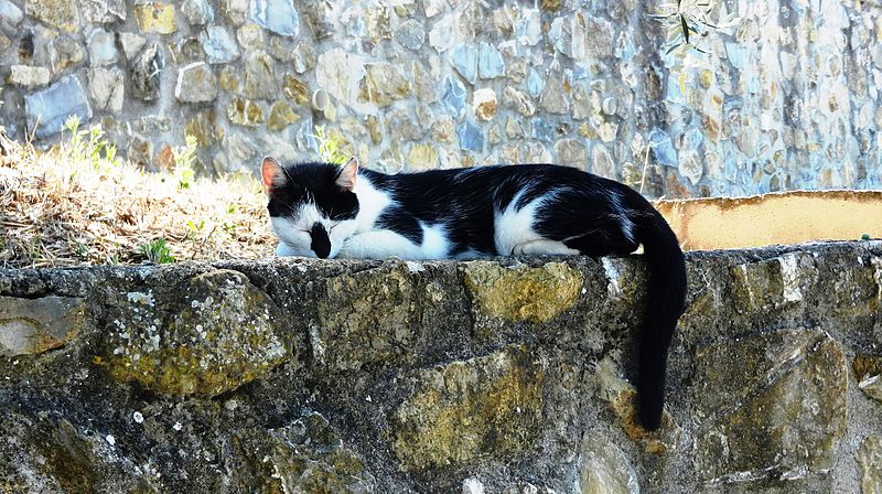 File:Gatta etrusca dormiente nei pressi di piazza Castello a Montemerano.JPG