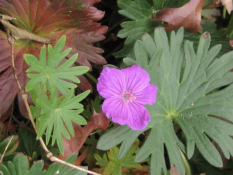 File:Geranium (398974707).jpg