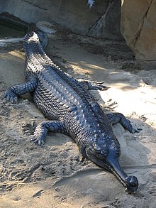 Gavial san diego.jpg