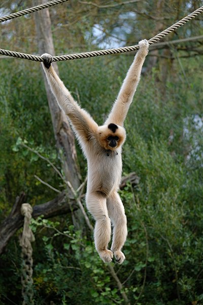 File:Gibbon femelle DSCF5542.jpg