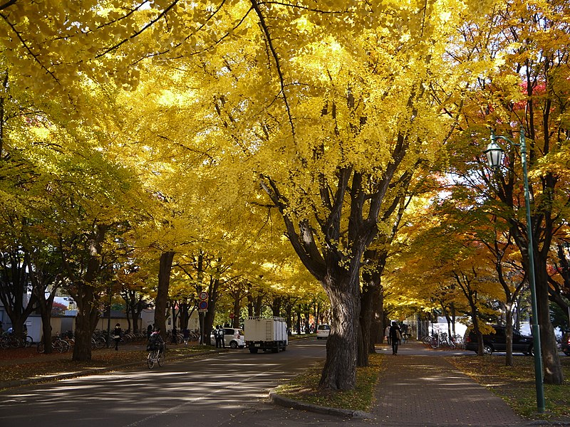 File:Gingko Ave. in Fall.jpg