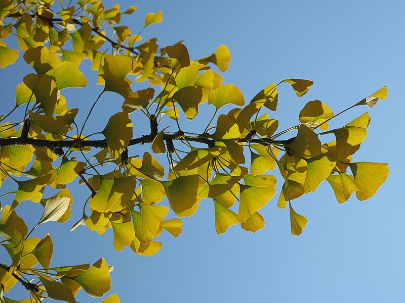 File:Ginkgo leaves (Vaires) 4.jpg