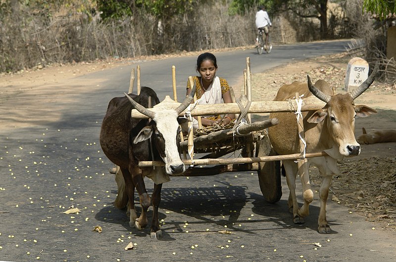 File:Girl on bullock cart, Umaria district, MP, India.jpg